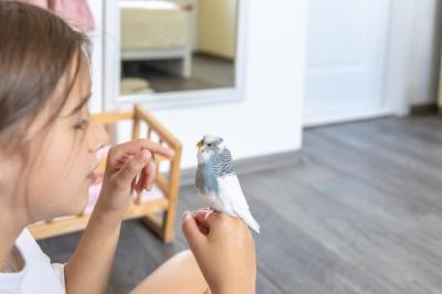 A Beautiful Little Girl Playing with a White and Blue Budgie – Free Stock Photo for Download