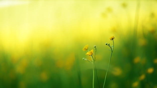 Macro Shot of Yellow Flowers – Free Download