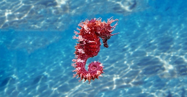 Mediterranean Seahorse – Hippocampus guttulatus: Free Stock Photo for Download