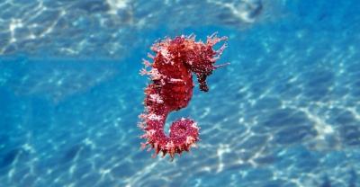 Mediterranean Seahorse – Hippocampus guttulatus: Free Stock Photo for Download