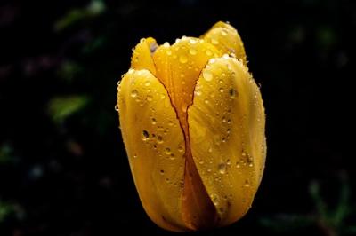 Beautiful Yellow-Petaled Tulip with Dewdrops – Free Download