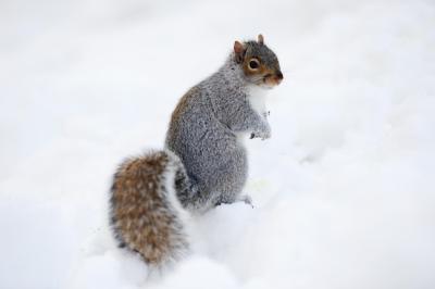 Squirrel in Winter Snow – Free Stock Photo for Download