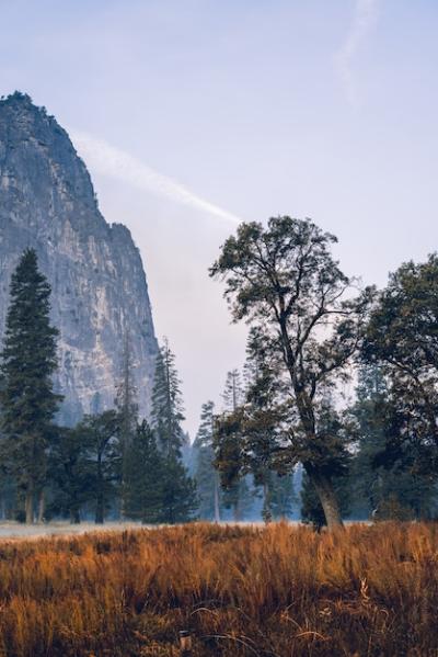 Breathtaking Astonishing Scenery of a Beautiful Forest in the Countryside – Free Stock Photo for Download