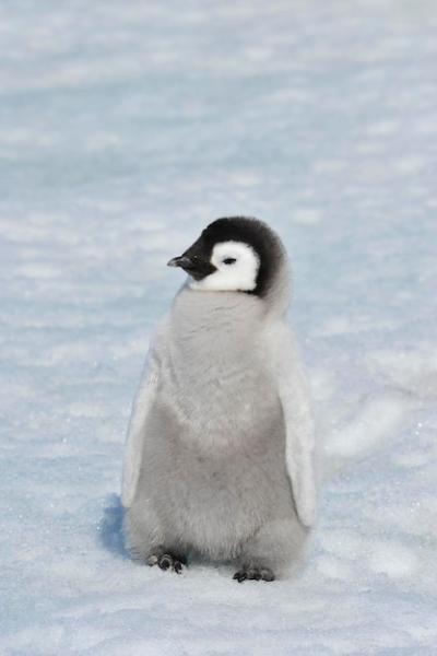 Bird on a Snowy Field During Winter – Free Download