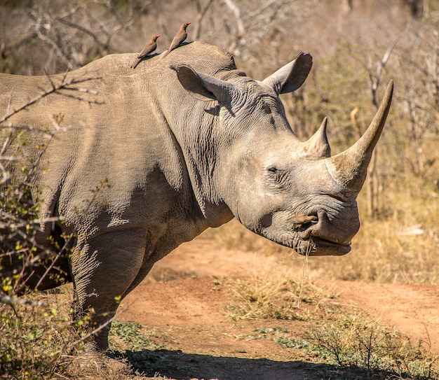 Rhino Closeup in a Dry Field – Free Download