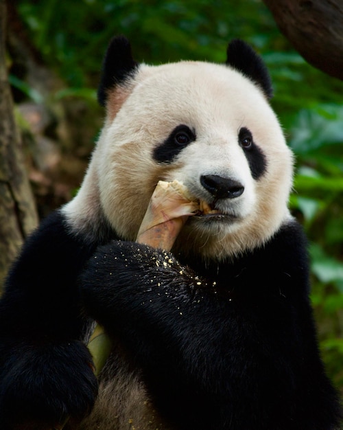 Panda Meal Time – Free Stock Photo for Download