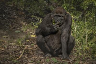 Closeup of a Gorilla Sniffing Its Finger – Free Download