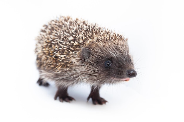 Adorable European Hedgehog Happy in White Studio Background – Free Download