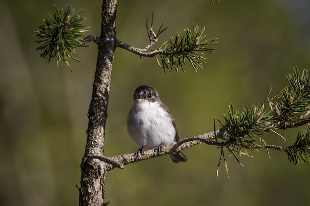 Close-Up of a Small Bird on a Branch – Free Download