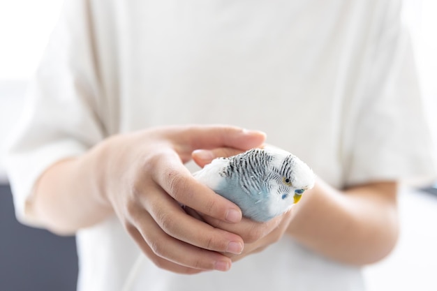 The Girl Holding a Blue and White Wavy Parrot – Free Download