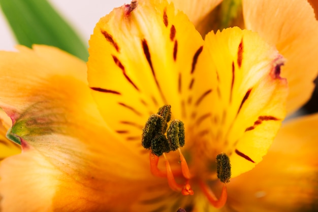 Close-up of Pollen – Free Stock Photo, Download for Free