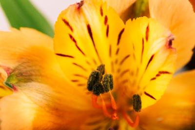 Close-up of Pollen – Free Stock Photo, Download for Free