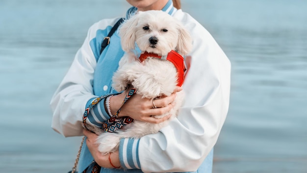 Blonde Woman Holding Maltese Dog – Free Stock Photo for Download