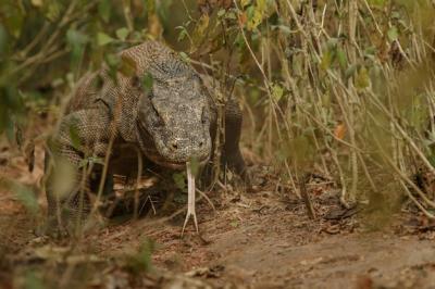 Komodo Dragon in Its Stunning Natural Habitat on Indonesia’s Famous Island – Free Stock Photo for Download