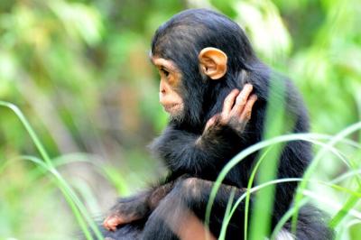 High Angle View of Monkeys in Forest – Free Stock Photo for Download