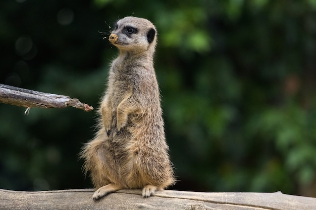 Funny Meerkat on a Tree Log – Free Stock Photo for Download