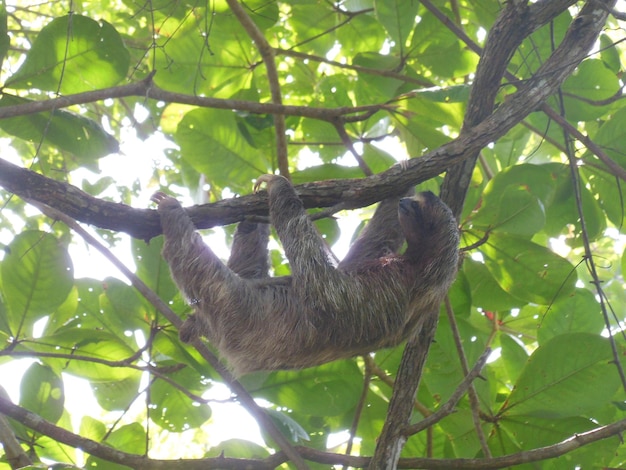 Low Angle View of Sloth Hanging from Tree – Download Free Stock Photo