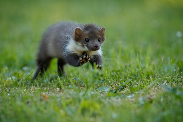 Beautiful Cute Beech Marten – Free Stock Photo, Download for Free