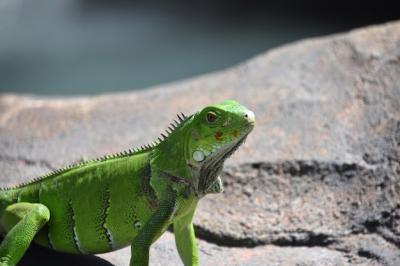 Green Iguana with Sharp Spines in Sunlight – Free Stock Photo for Download