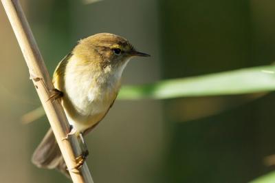 Small Willow Warbler on a Branch â Free Stock Photo for Download