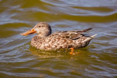 Brown Duck on Water During Daytime – Free Stock Photo, Download for Free