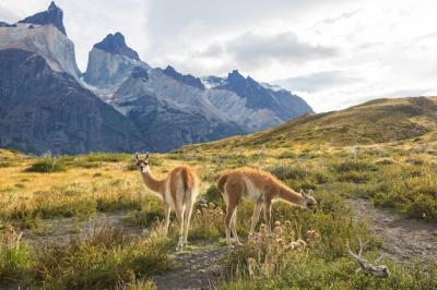 Guanaco – Free Stock Photo for Download