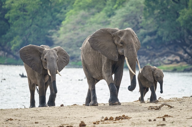 Family of African Elephants Walking by the River in a Forest – Free Download