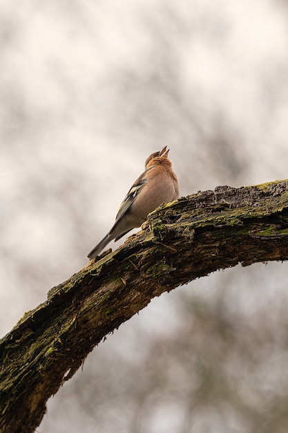 Bird Sitting on a Branch – Free Stock Photo for Download