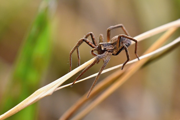 Stunning Macro Photograph of Spider in Grass – Free Stock Photo, Download Free