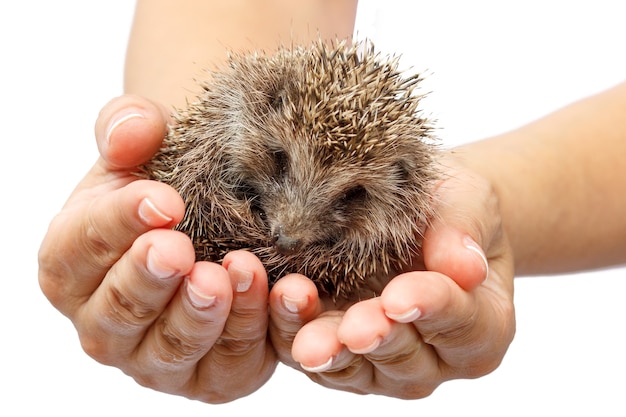 Young Hedgehog in Human Hands: A Symbol of Environmental Protection – Free Download