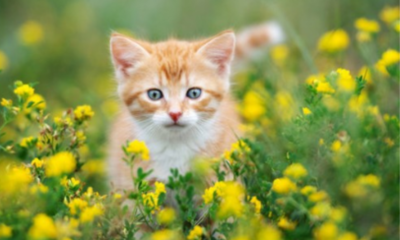 I will make viral AI cat videos, Marvel AI stories, AI animal fusion videos, and AI fusion content