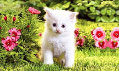 I will AI Animal Rescue Video | AI Animal Rescue | AI Animal Fusion | AI Cat | AI Pet