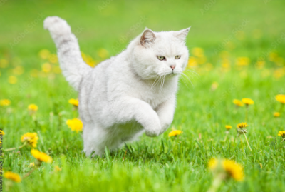 I will make viral AI cat videos, Marvel AI stories, AI animal fusion videos, AI fusion