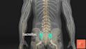 I Will Produce Accurate 3D Medical Animation, Anatomy and Surgical Visuals for Research