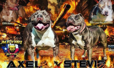 I will veterinary logo, dog stud banners litter, dog poster, pet breeding flyers