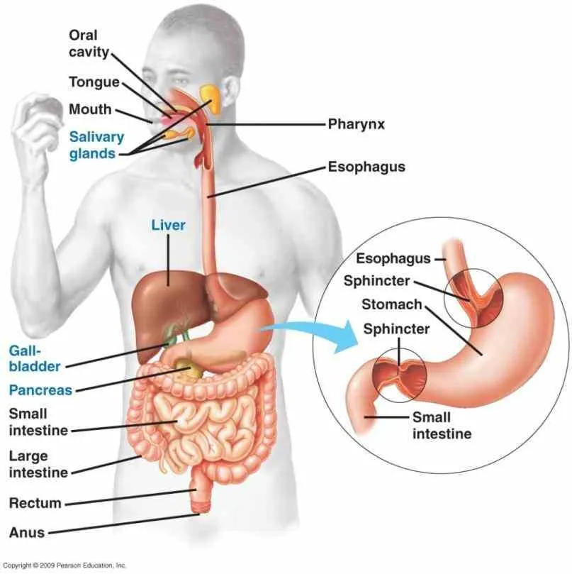 Mastering Your Digestive Symphony and Unveiling Its Causes