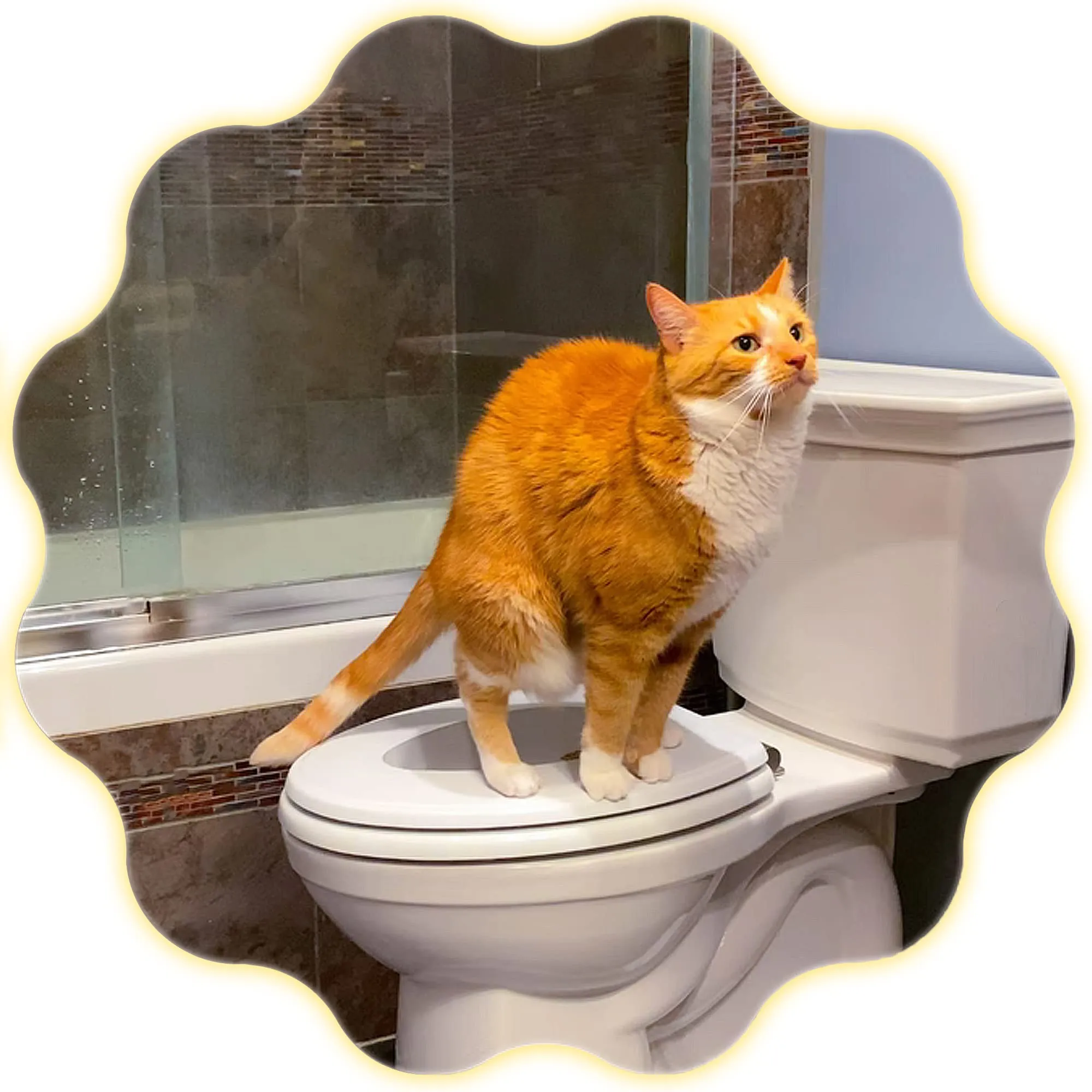 Seven Steps To Toilet Training Your Cat Hartz  atelieryuwaciaojp