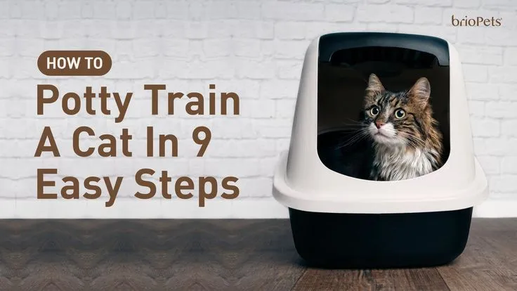 A Comprehensive Guide to Potty Training Your Cat with Dailymotion Tutorials