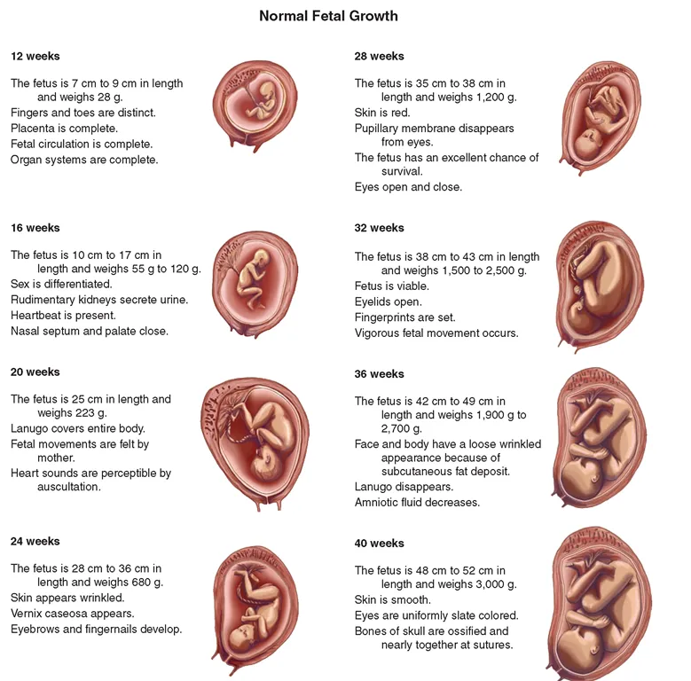 How Babies Are Born from Their Mothers