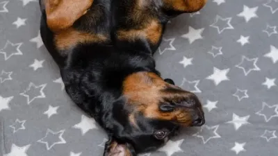 Exploring the Myth Behind the Term Rottie Rumble