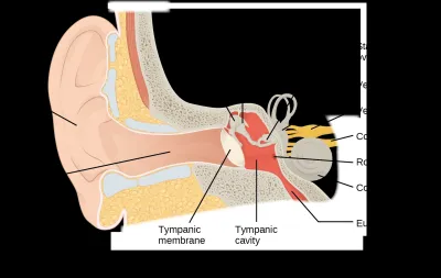 Understanding the Commonality of Ear Rumbling and Its Causes
