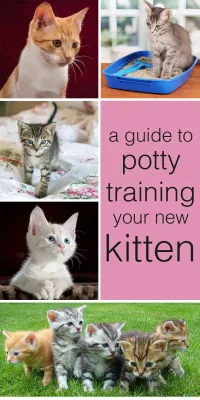A Comprehensive Guide to Potty Training Your Cat with Dailymotion Tutorials