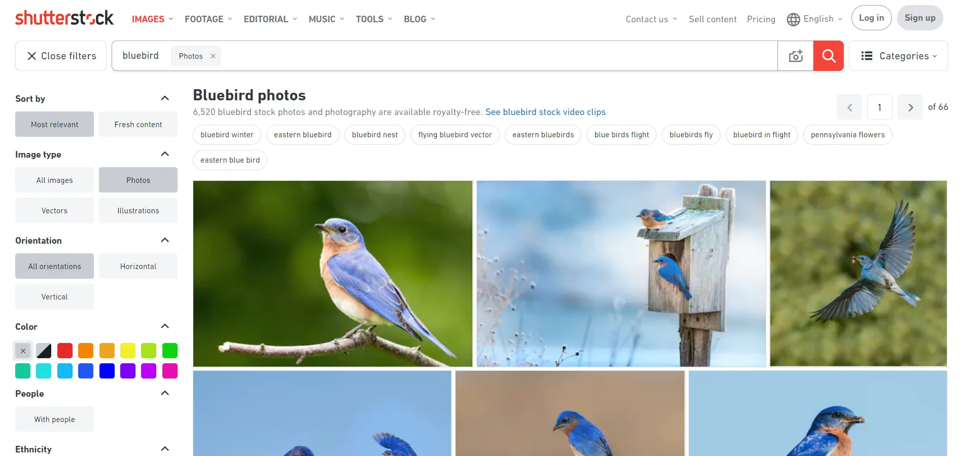 Mastering the Search for Perfect Photos Using Imago Images User-Friendly Platform