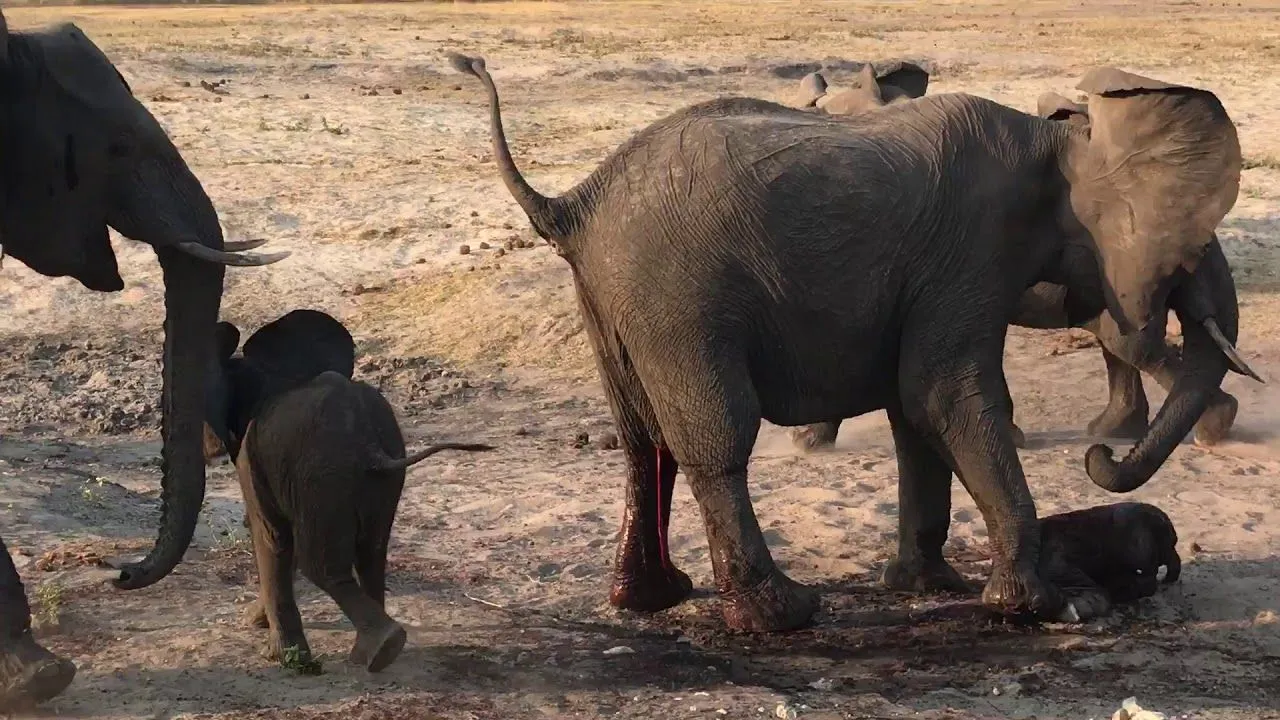 Live elephant birth  Elephant birth Elephant Birth videos