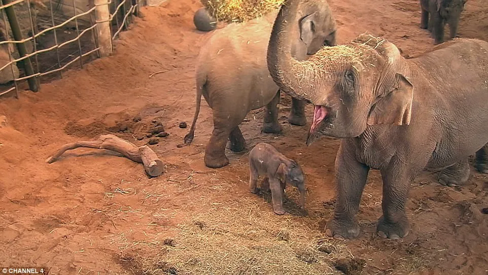 Understanding Elephant Birth Through Educational Videos on Dailymotion