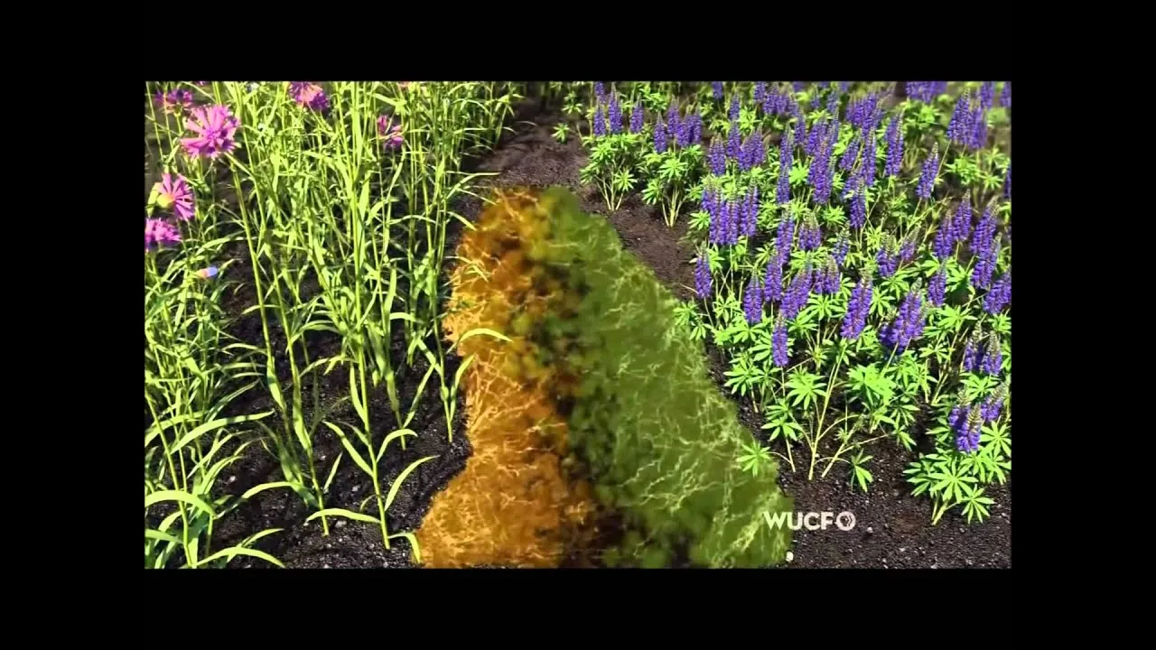 Plants Intelligent Beings Find out on What Plants Talk About 1080p 