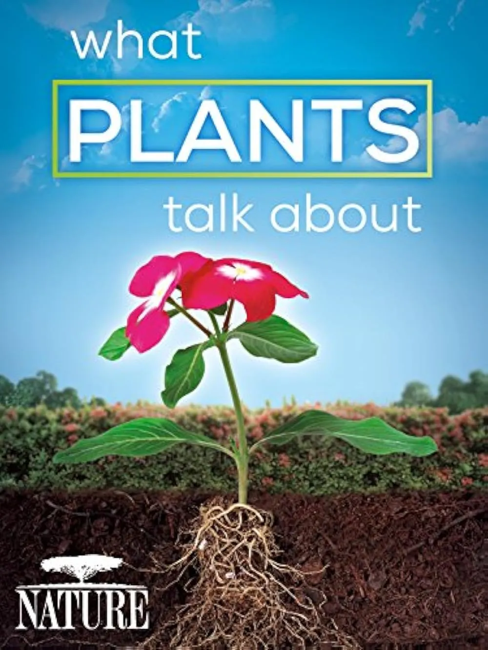 What Plants Talk About on Dailymotion