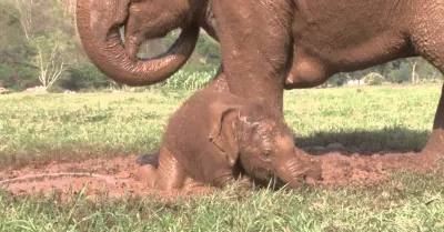 Understanding Elephant Birth Through Educational Videos on Dailymotion