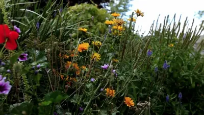 What Plants Talk About on Dailymotion