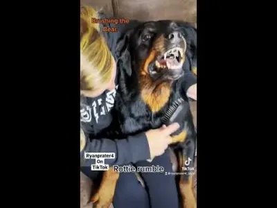 Understanding the Rottie Rumble and Its Significance